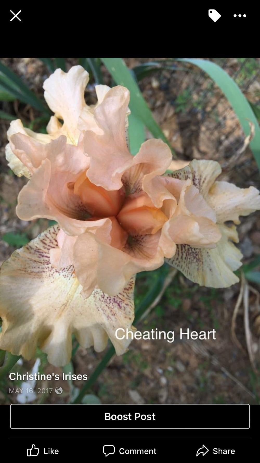 Photo of Tall Bearded Iris (Iris 'Cheating Heart') uploaded by Charriet