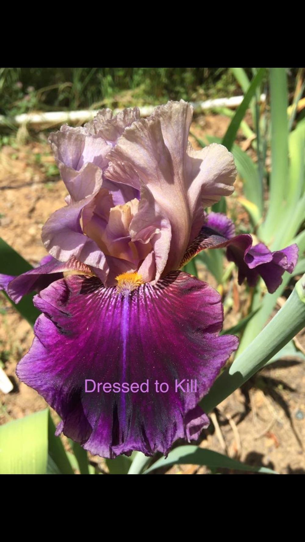 Photo of Tall Bearded Iris (Iris 'Dressed To Kill') uploaded by Charriet