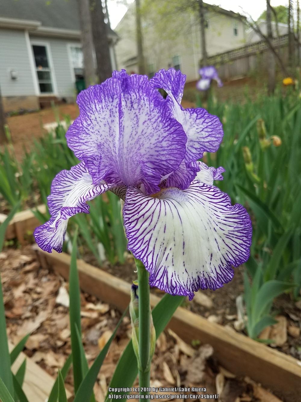 Photo of Tall Bearded Iris (Iris 'Autumn Circus') uploaded by Cuzz4short