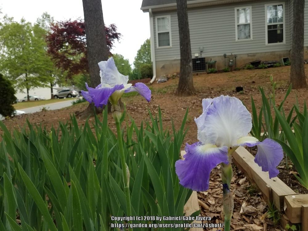 Photo of Tall Bearded Iris (Iris 'Clarence') uploaded by Cuzz4short