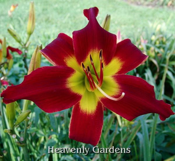 Photo of Daylily (Hemerocallis 'Discover Heavenly Gardens') uploaded by DaylilySLP