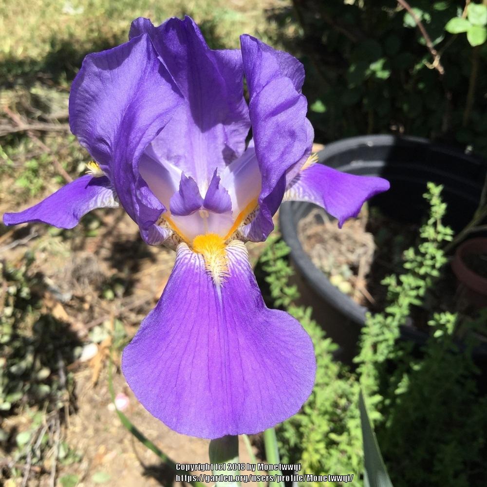 Photo of Irises (Iris) uploaded by Monetwwqi