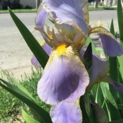 Location: Fresno, Ca.
Date: 2018-04-01
Iris 'Mady Carriere'