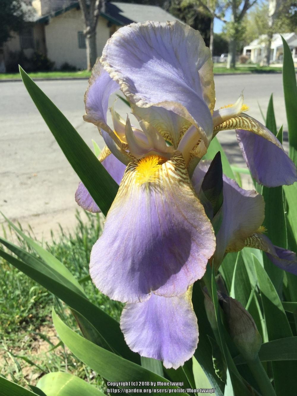 Photo of Tall Bearded Iris (Iris 'Mady Carriere') uploaded by Monetwwqi