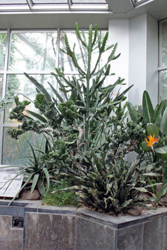 Photo of Elkhorn (Euphorbia lactea 'Cristata') uploaded by RuuddeBlock