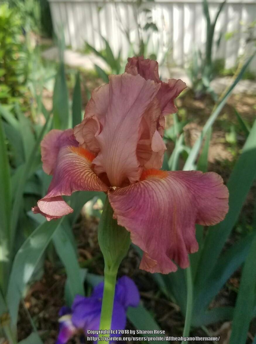 Photo of Tall Bearded Iris (Iris 'Role Model') uploaded by Altheabyanothername