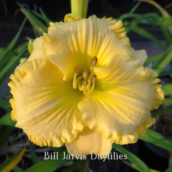Photo of Daylily (Hemerocallis 'Sonoma Sunshine') uploaded by DaylilySLP