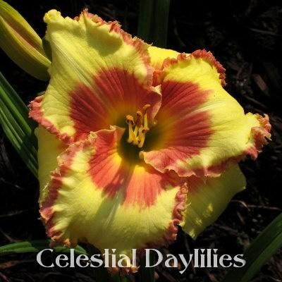 Photo of Daylily (Hemerocallis 'Starblaze') uploaded by DaylilySLP