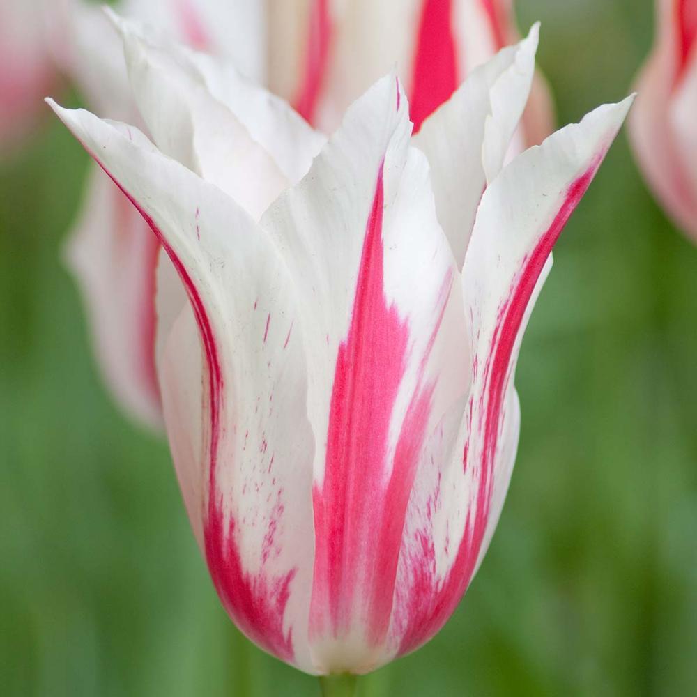 Photo of Lily Flowering Tulip (Tulipa 'Marilyn') uploaded by Joy