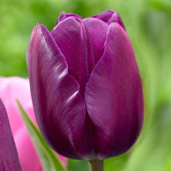 Photo of Triumph Tulip (Tulipa 'Negrita') uploaded by Joy