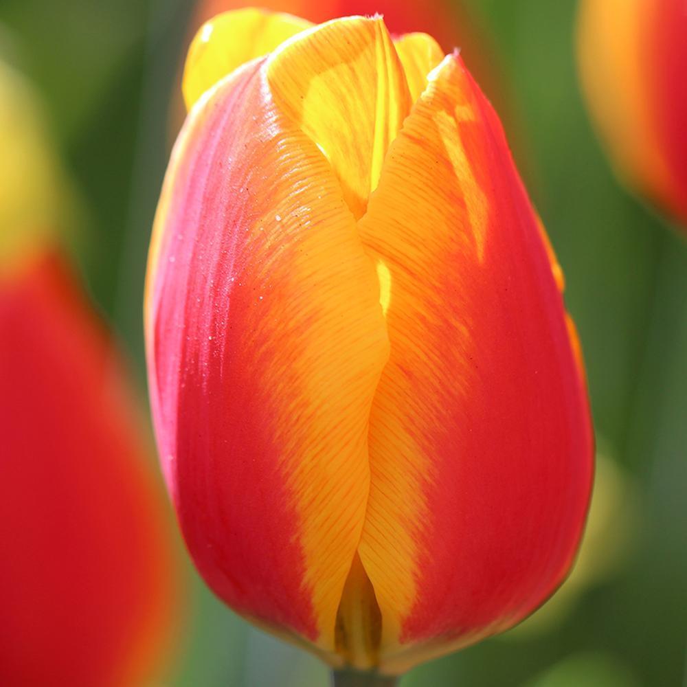 Photo of Single Early Tulip (Tulipa 'Flair') uploaded by Joy