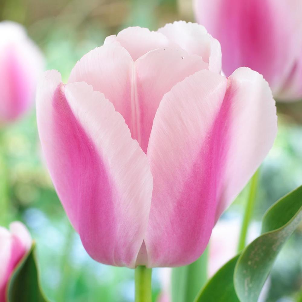 Photo of Darwin Hybrid Tulip (Tulipa 'Ollioules') uploaded by Joy