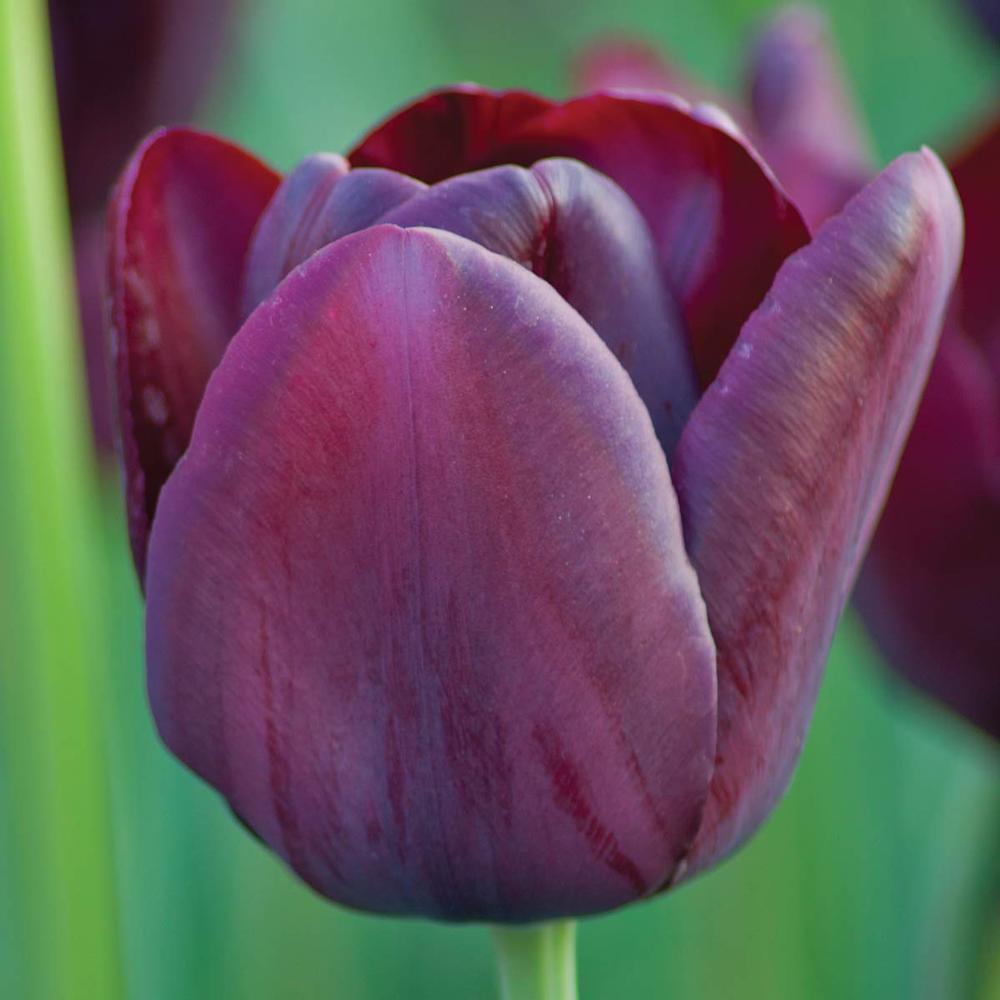 Photo of Single Late Tulip (Tulipa 'Queen of Night') uploaded by Joy