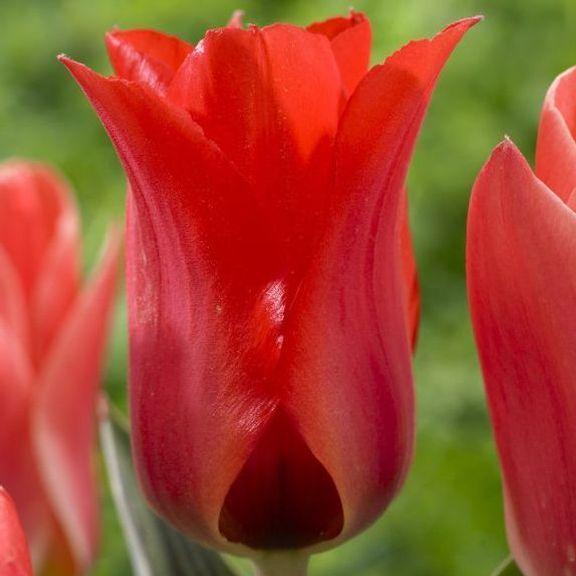 Photo of Greigii Tulip (Tulipa greigii 'Red Riding Hood') uploaded by Joy