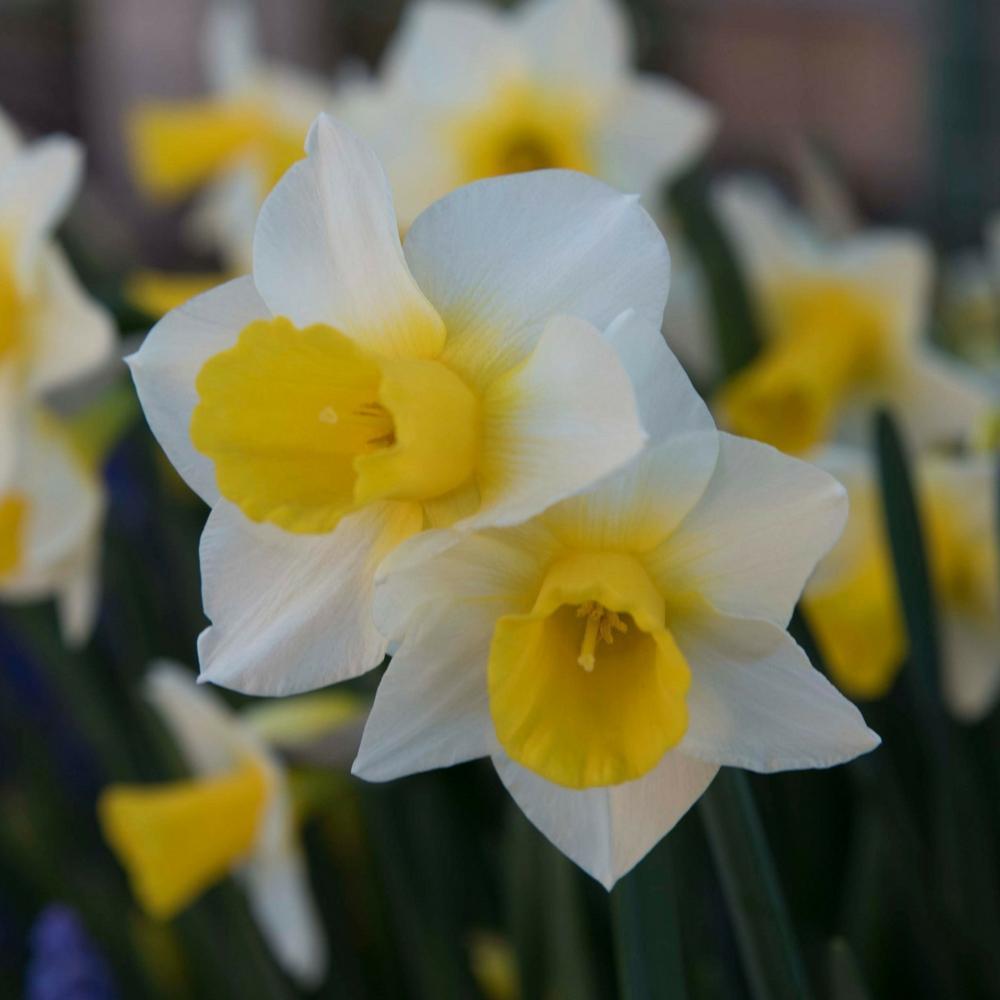 Photo of Jonquilla Daffodil (Narcissus 'Golden Echo') uploaded by Joy