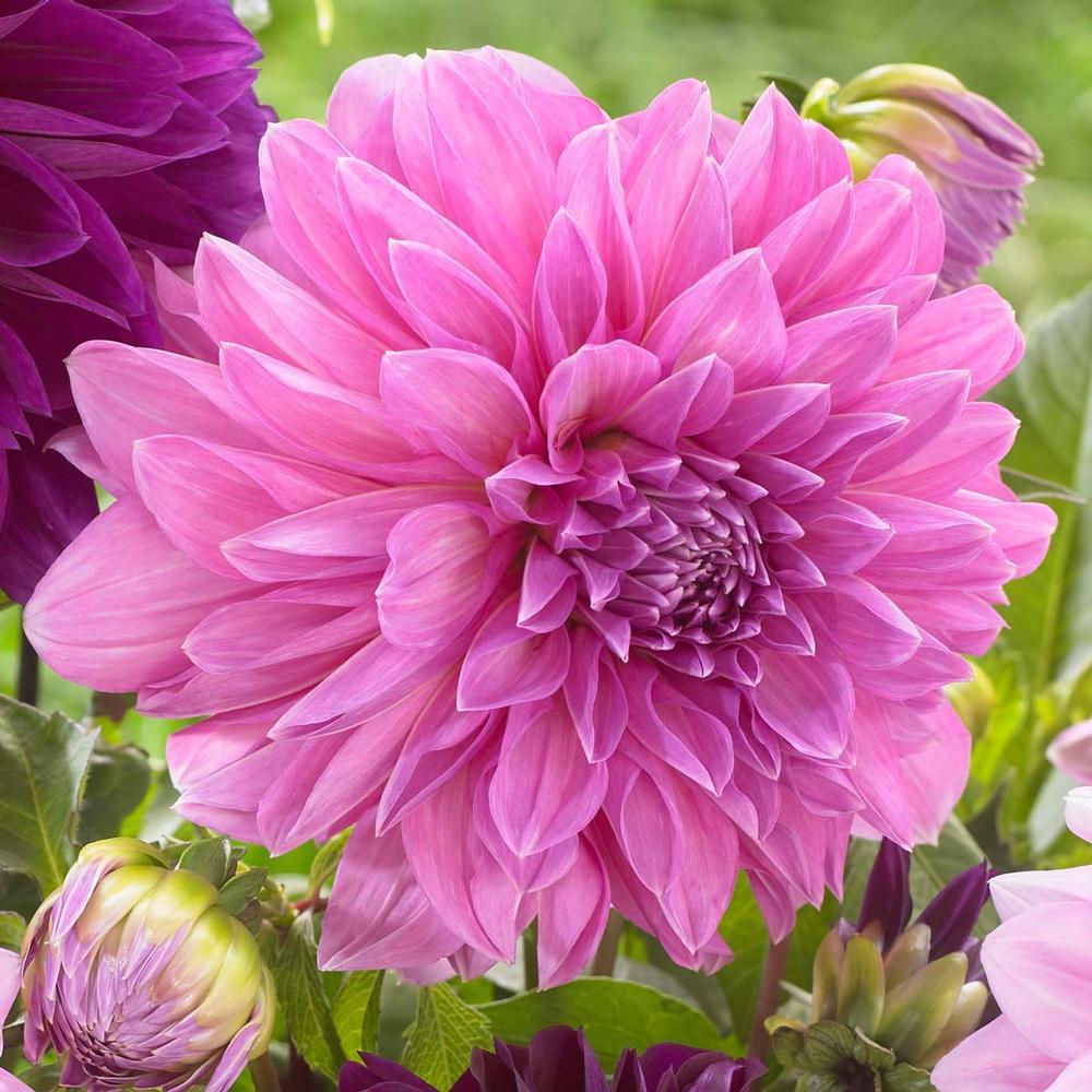 Photo of Dahlia 'Lavender Perfection' uploaded by Joy