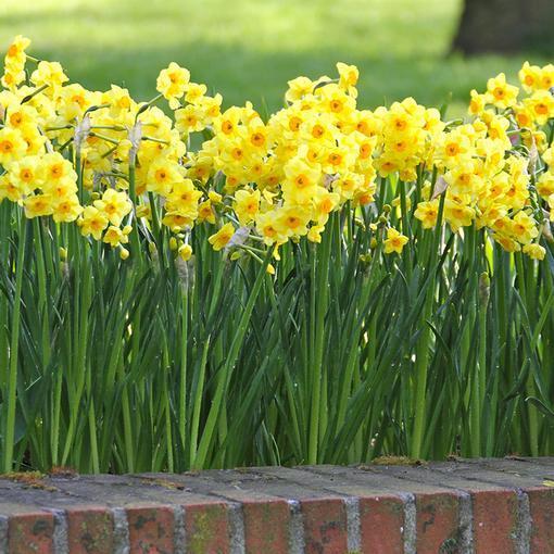 Photo of Tazetta Daffodil (Narcissus 'Golden Dawn') uploaded by Joy
