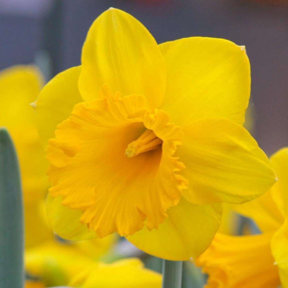 Photo of Trumpet Daffodil (Narcissus 'Dutch Master') uploaded by Joy