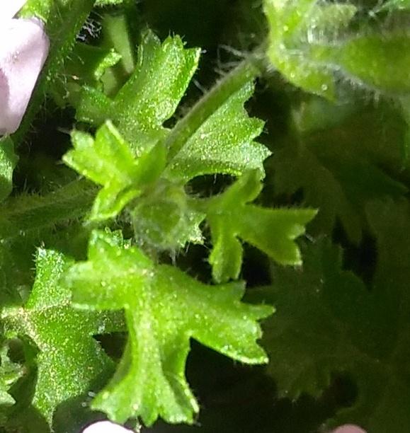 Photo of Scented Geranium (Pelargonium crispum 'Lemon') uploaded by cocoajuno