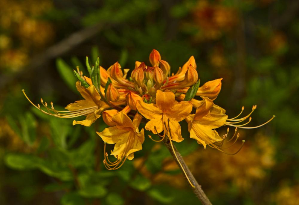 Photo of Florida Flame Azalea (Rhododendron austrinum) uploaded by dawiz1753