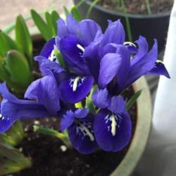 
Date: 4/15/18
Dwarf iris blooms