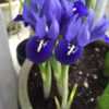 Dwarf iris in bloom