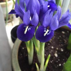 
Date: 4/15/18
Dwarf iris in bloom