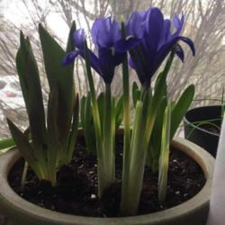 
Date: 4/15/18
Dwarf iris with other spring blubs