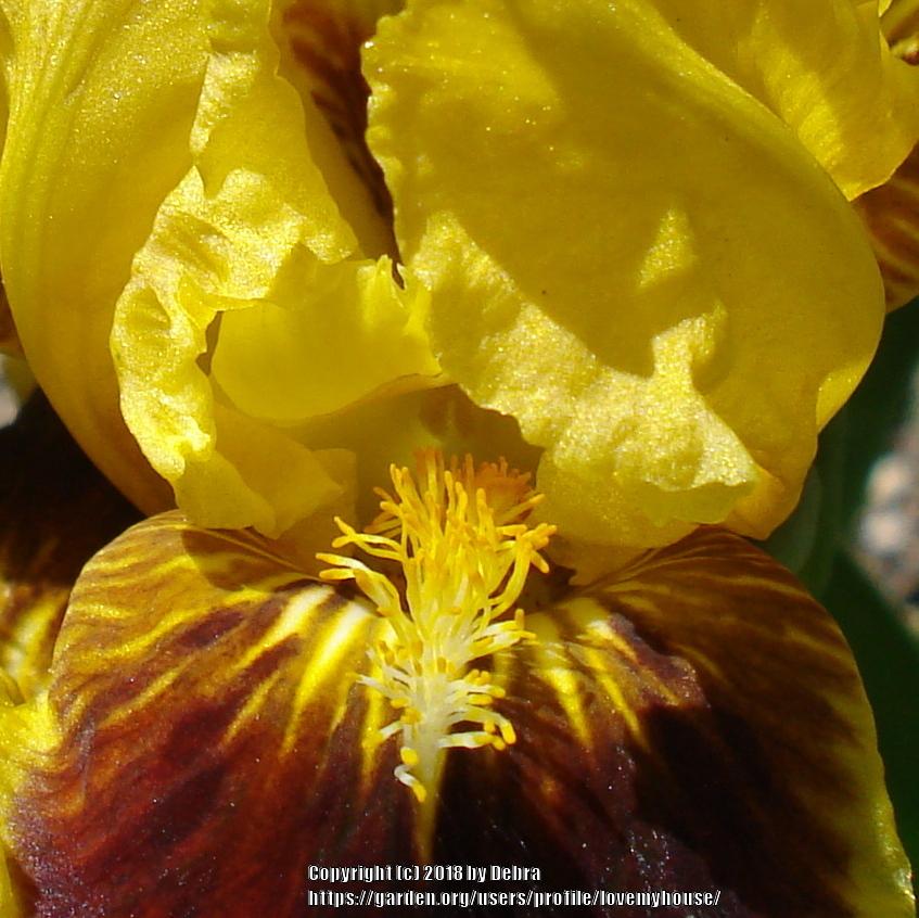 Photo of Standard Dwarf Bearded Iris (Iris 'Ultimate') uploaded by lovemyhouse