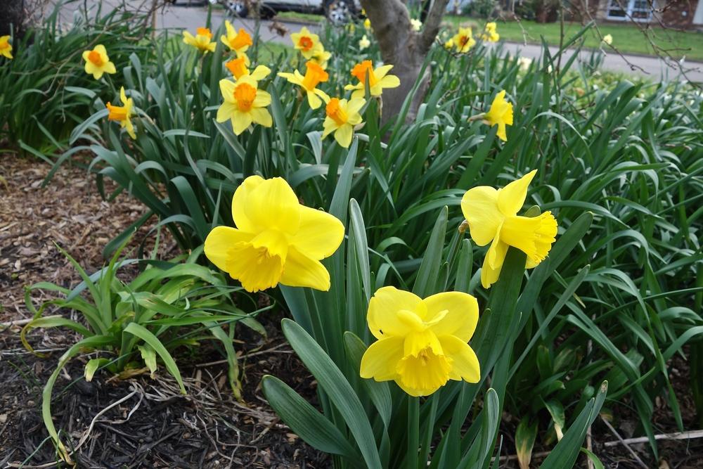 Photo of Large-cupped Daffodil (Narcissus 'Camelot') uploaded by mantisOH