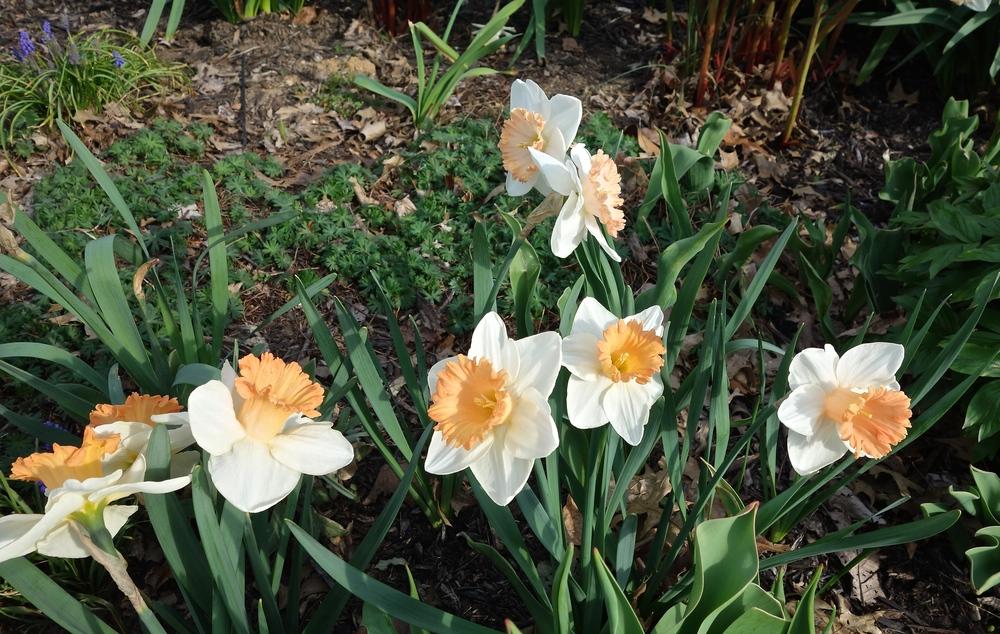Photo of Large Cupped Daffodil (Narcissus 'Full Throttle') uploaded by mantisOH