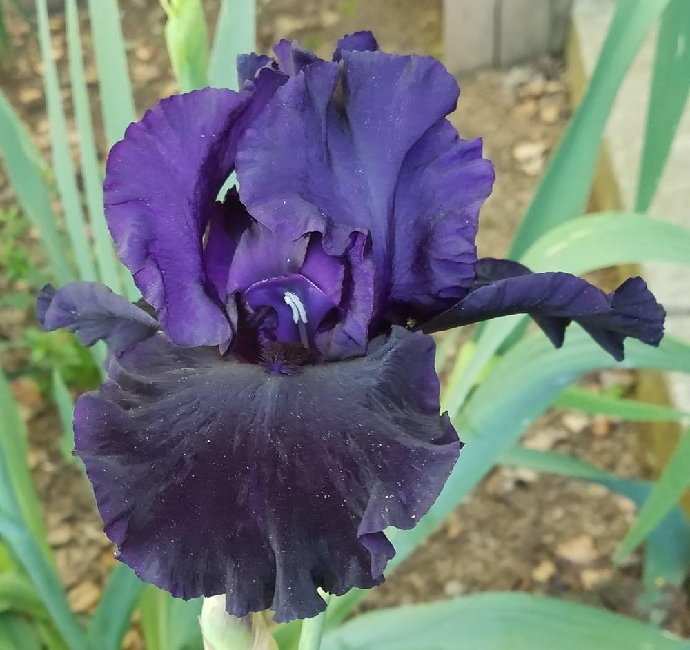 Photo of Tall Bearded Iris (Iris 'Dark Passion') uploaded by mesospunky