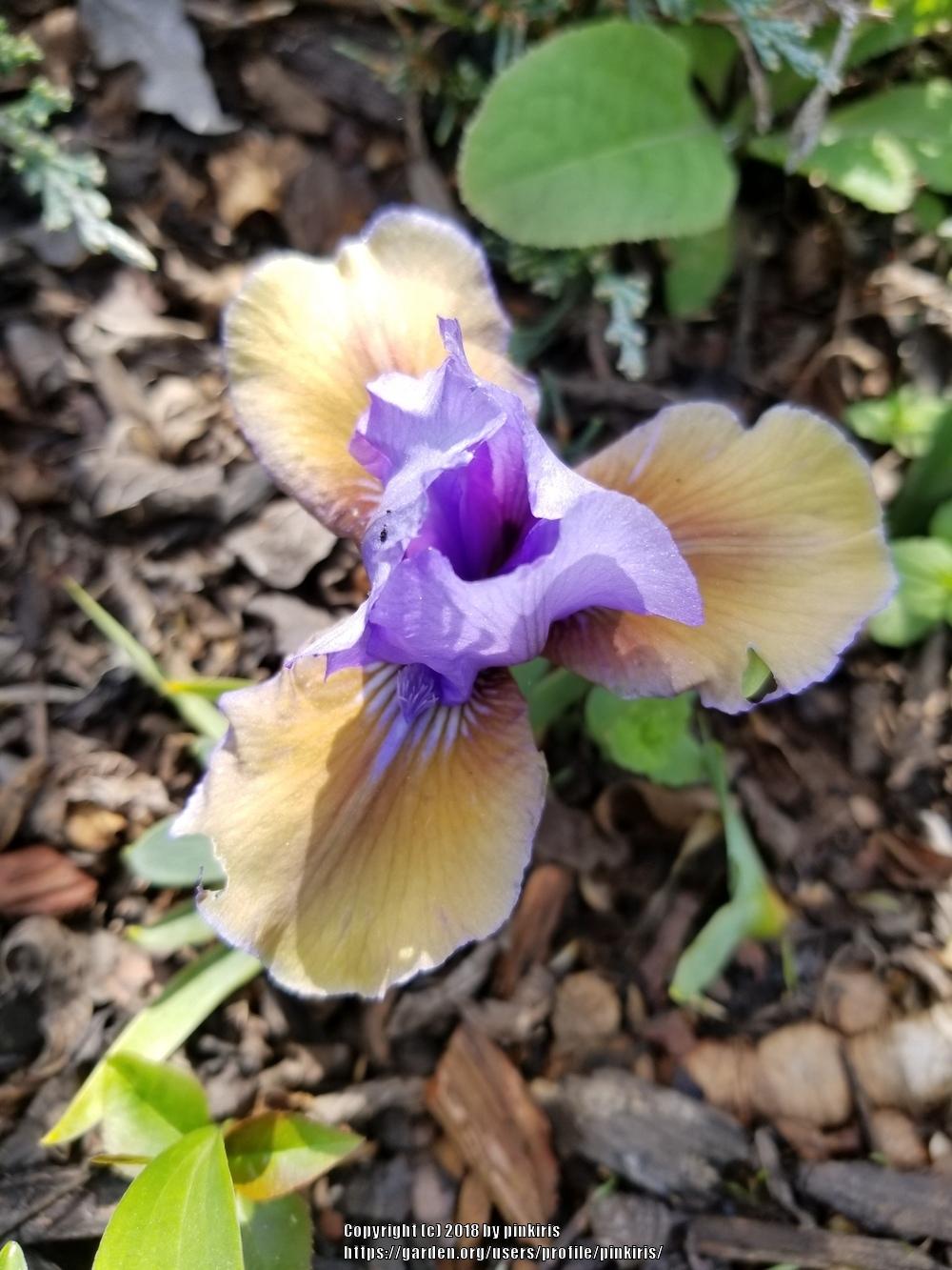 Photo of Standard Dwarf Bearded Iris (Iris 'Blueberry Tart') uploaded by pinkiris