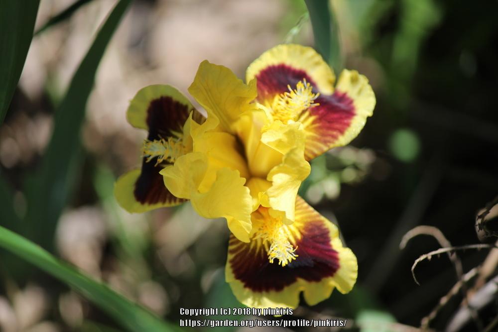 Photo of Standard Dwarf Bearded Iris (Iris 'Ultimate') uploaded by pinkiris