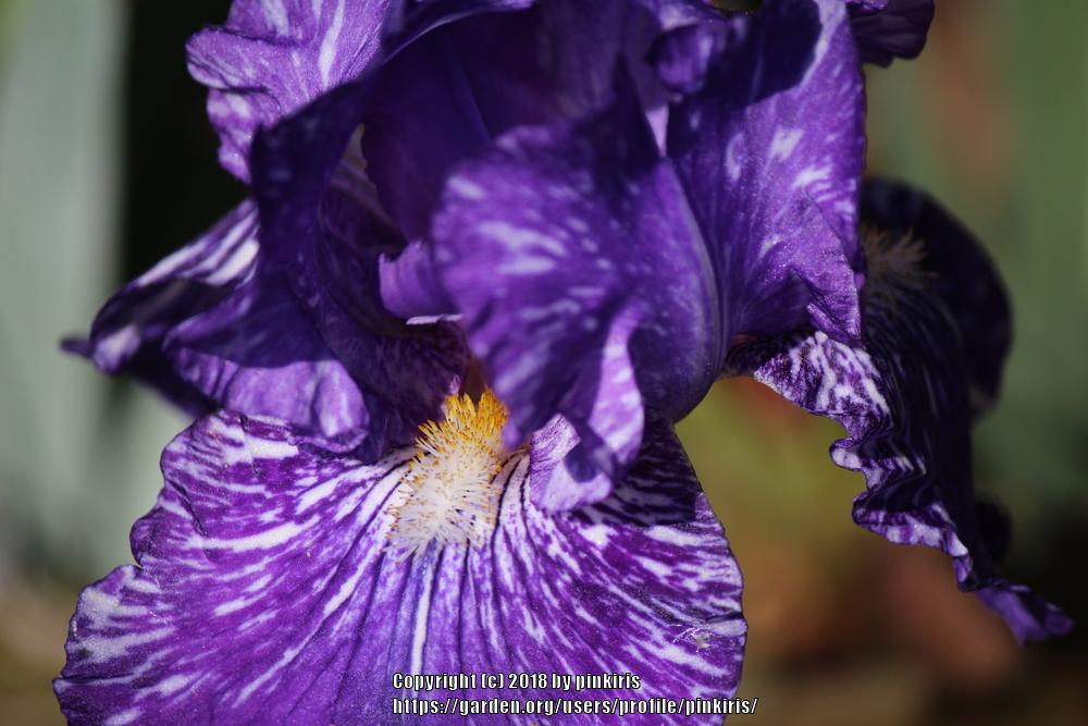 Photo of Border Bearded Iris (Iris 'Batik') uploaded by pinkiris