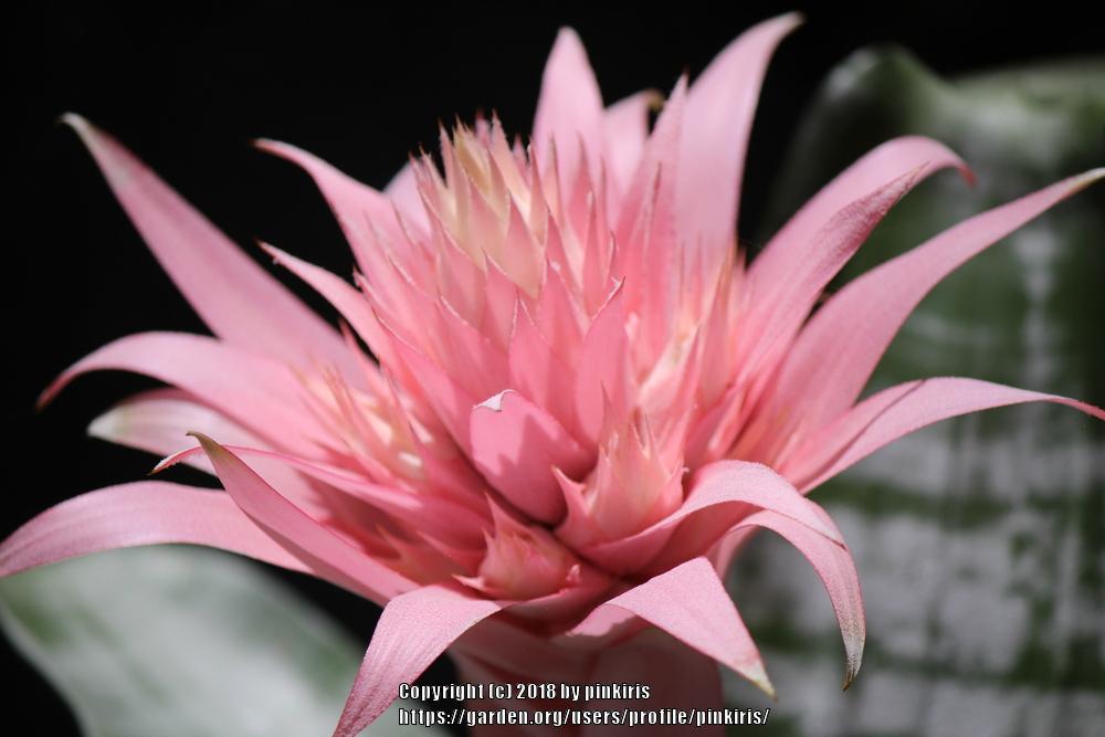 Photo of Urn Plant (Aechmea fasciata) uploaded by pinkiris