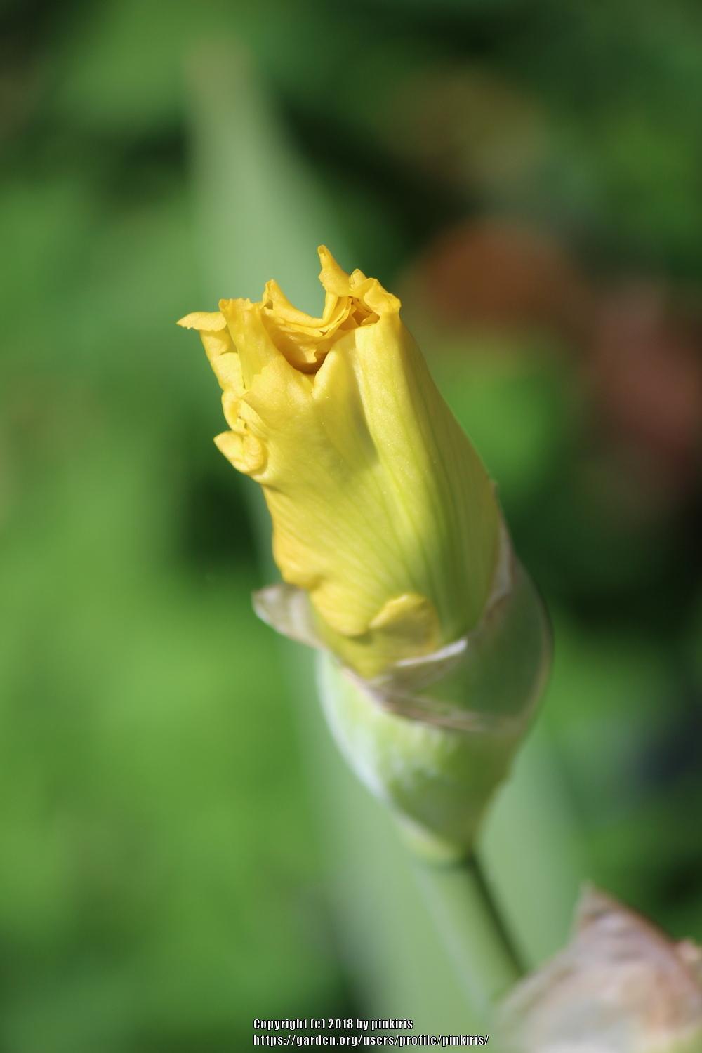 Photo of Tall Bearded Iris (Iris 'Summer Olympics') uploaded by pinkiris