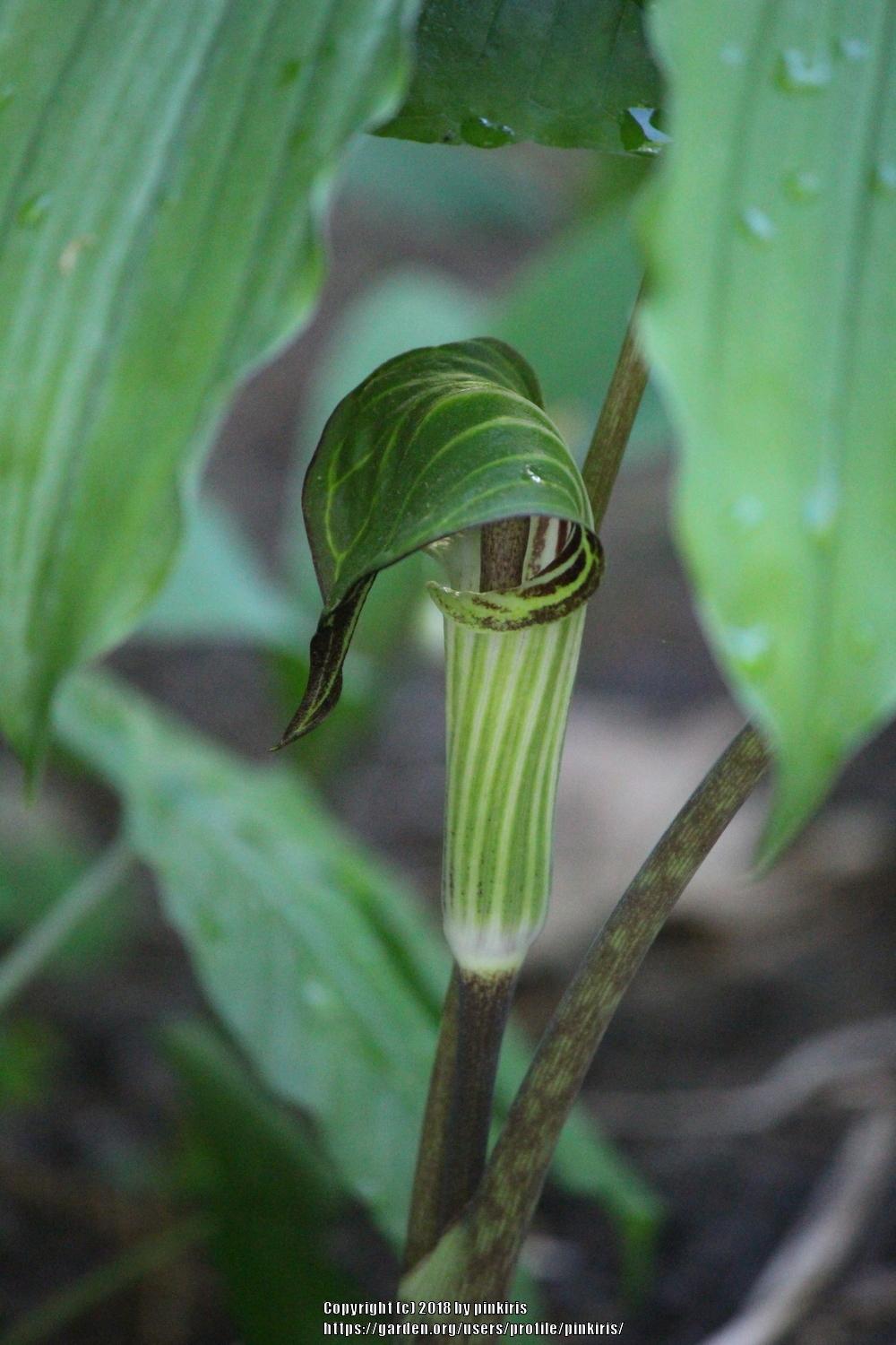Photo of Jack in the Pulpit (Arisaema triphyllum) uploaded by pinkiris