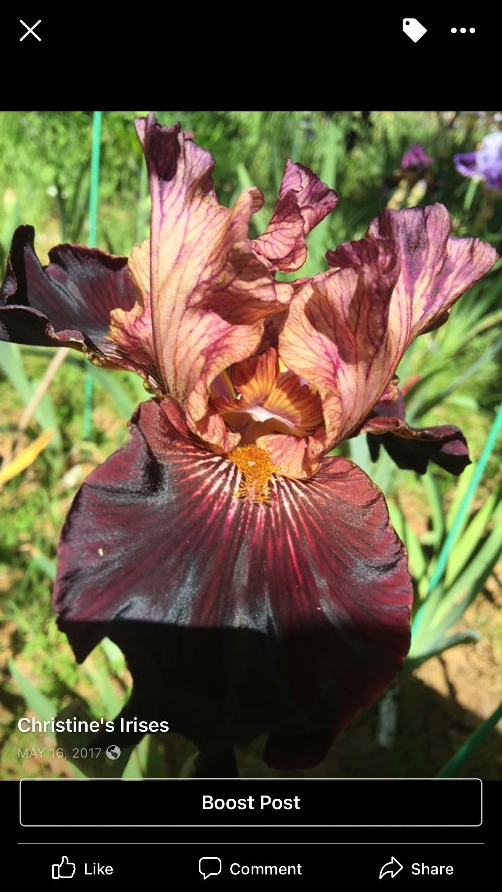 Photo of Tall Bearded Iris (Iris 'Caramel 'n Chocolate') uploaded by Charriet