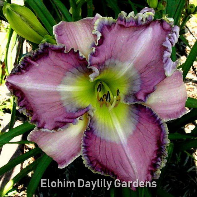 Photo of Daylily (Hemerocallis 'Bluetiful') uploaded by DaylilySLP
