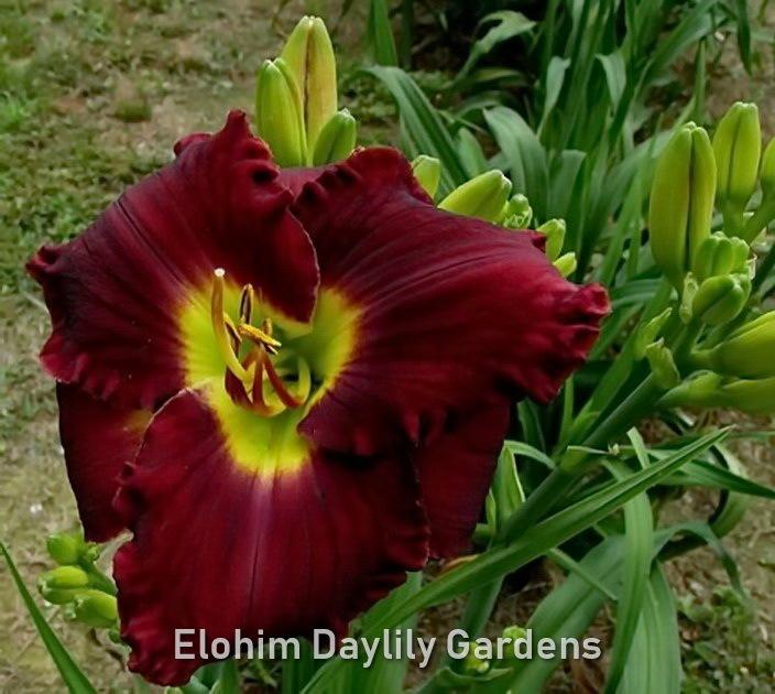 Photo of Daylily (Hemerocallis 'Mary Claiborne Davis') uploaded by DaylilySLP
