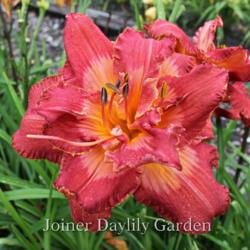 
Date: 2017-06-08
Photo courtesy of Joiner Daylily Garden