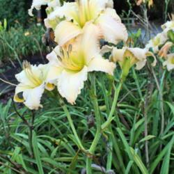 
Date: 2016-07-18
Photo courtesy of Joiner Daylily Garden