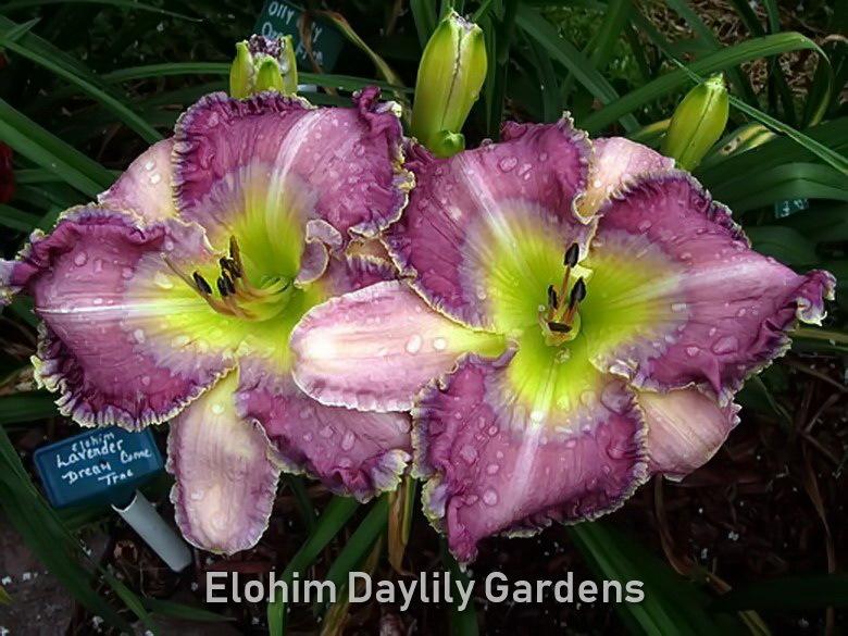Photo of Daylily (Hemerocallis 'Bluetiful') uploaded by DaylilySLP