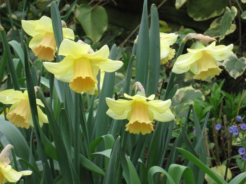 Daffodils Plant Care and Collection of Varieties