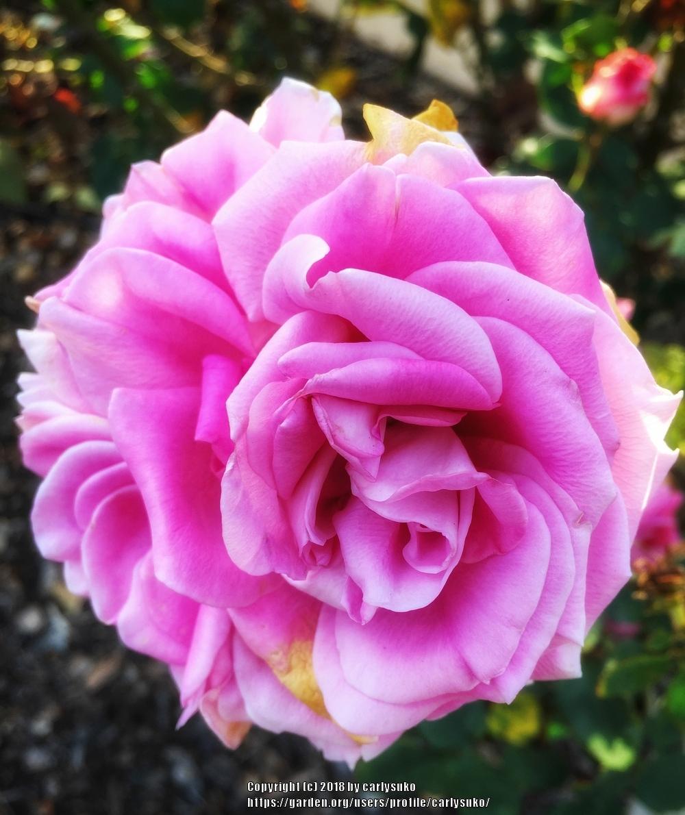 Photo of Rose (Rosa 'Gertrude Jekyll') uploaded by carlysuko