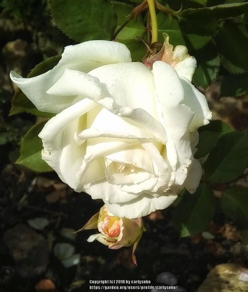 Photo of Rose (Rosa 'Pope John Paul II') uploaded by carlysuko