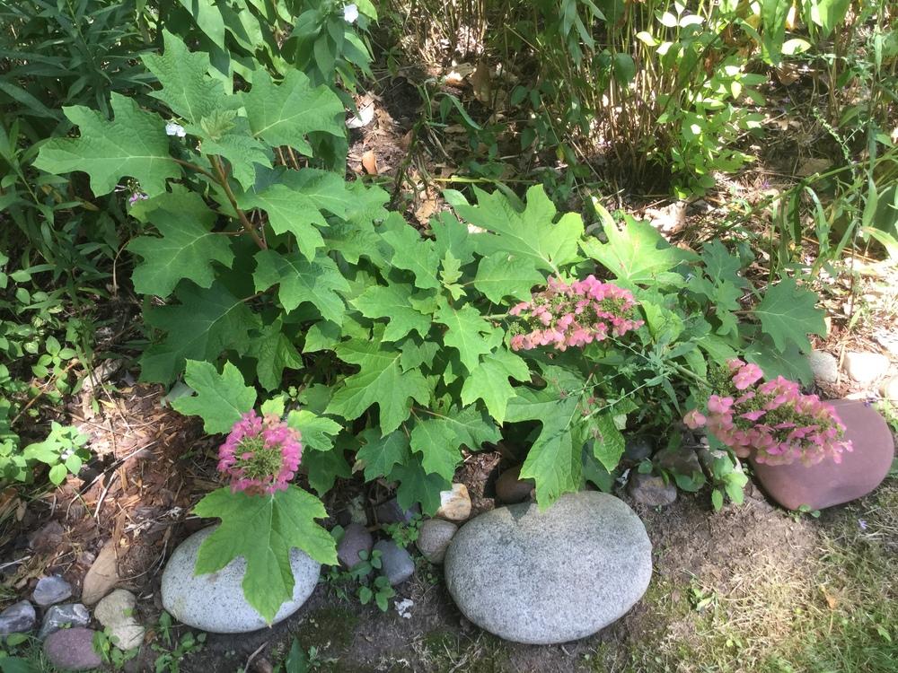 Photo of Hydrangea (Hydrangea quercifolia 'Ruby Slippers') uploaded by carpathiangirl