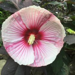 Location: Akron, OH
Date: 2017-08-06
Very large and showy bloom