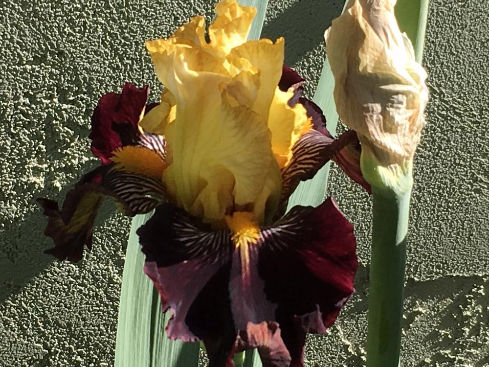 Photo of Tall Bearded Iris (Iris 'Reckless Abandon') uploaded by lilpod13